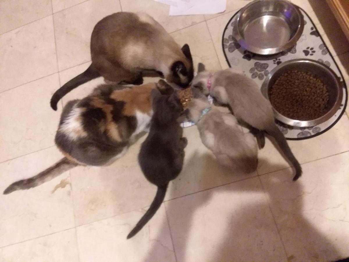 Catmosphere 拉斯维加斯 外观 照片